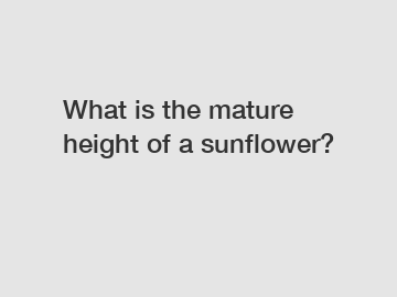 What is the mature height of a sunflower?
