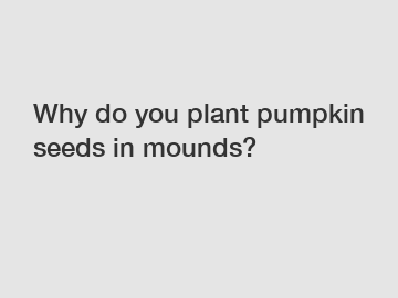 Why do you plant pumpkin seeds in mounds?